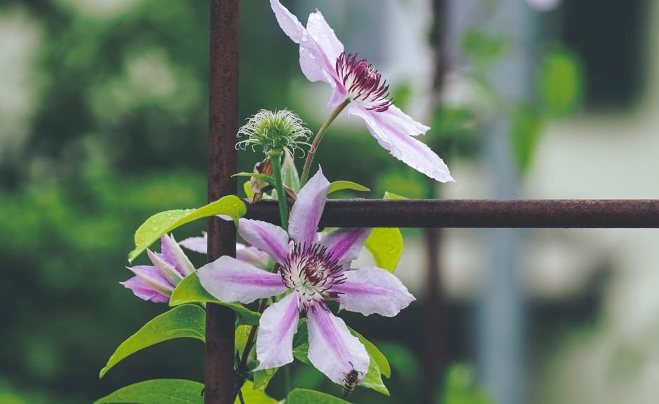 20 Garden Trellis Ideas & DIY Plans That Work in 2026
